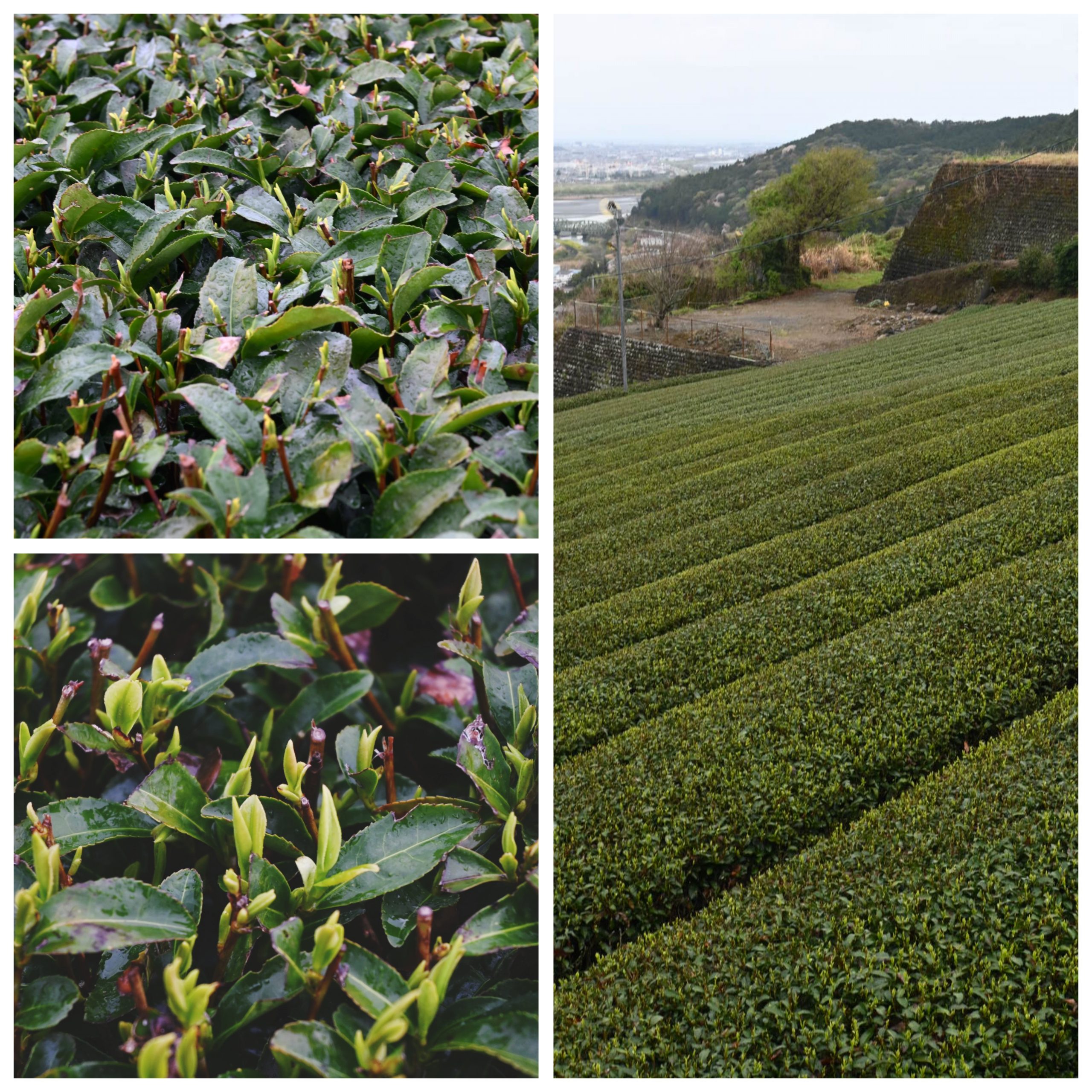 Shizuoka – お茶, Tee (12.)