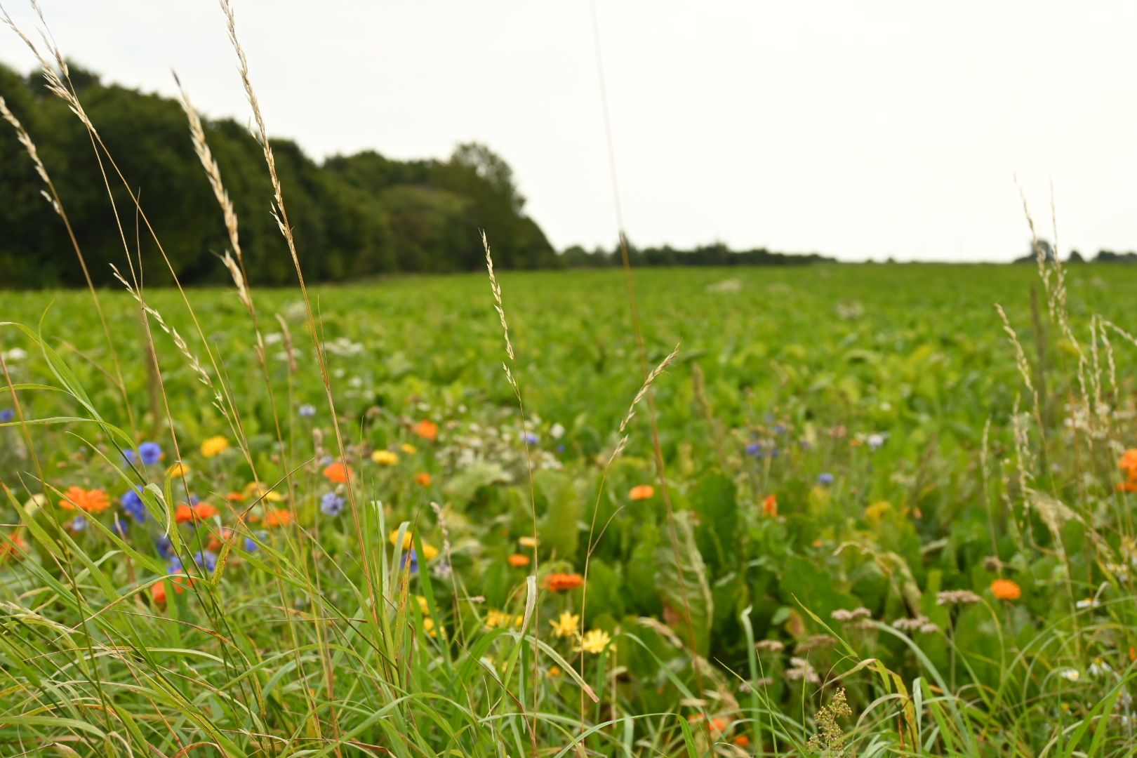 8. Tag: Rasen, Rasen, Rasen